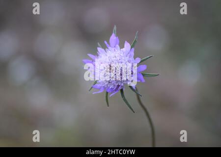 Fuoco selettivo sparato di un viola morbido Dolce fiore spaventoso che cresce in un giardino Foto Stock