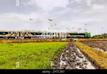 Treno locale e uccelli bianchi (Ardeola speciosa) nelle risaie di Yogyakarta, Indonesia Foto Stock