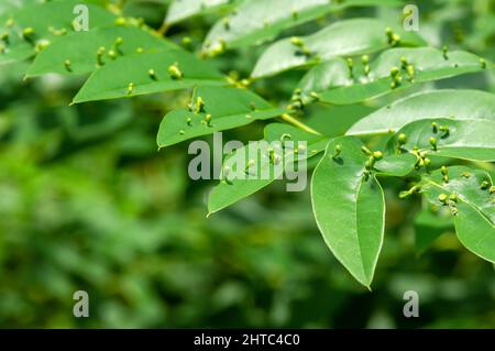 Pianta di Indigo (Indigofera tinctoria), piante verdi ad alto contenuto nutrizionale che sono usate come foraggio alternativo Foto Stock