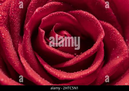 Macro scatto di una rosa rossa sfuocata Foto Stock