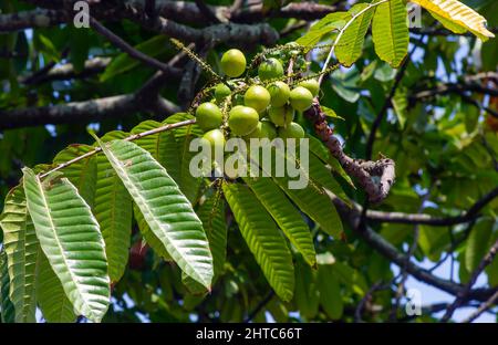 Frutti di Matoa (Pometia pinnata) appesi sull'albero, frutta nativa da Papua, Indonesia Foto Stock