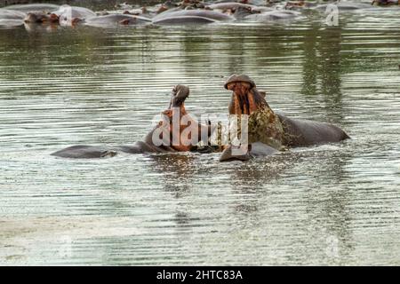 Ippopotami in un laghetto, due aggressivi maschi Ippopotami (ippopotamo anfibio) con ampie mandibole aperte, fotografate nel Parco Nazionale Serengeti, Tanzania Foto Stock