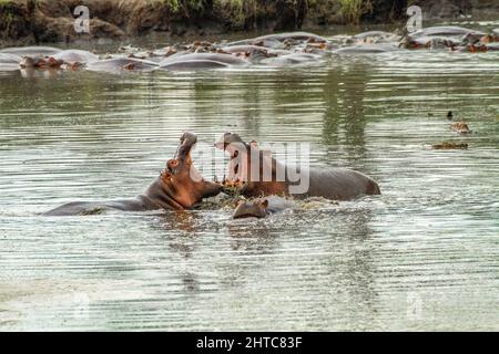 Ippopotami in un laghetto, due aggressivi maschi Ippopotami (ippopotamo anfibio) con ampie mandibole aperte, fotografate nel Parco Nazionale Serengeti, Tanzania Foto Stock