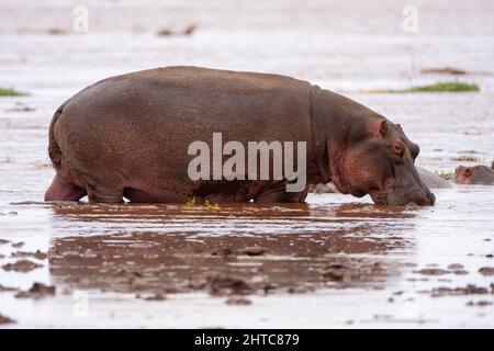 Un unico ippopotamo in un fiume nel Parco Nazionale di Serengeti, Tanzania Foto Stock