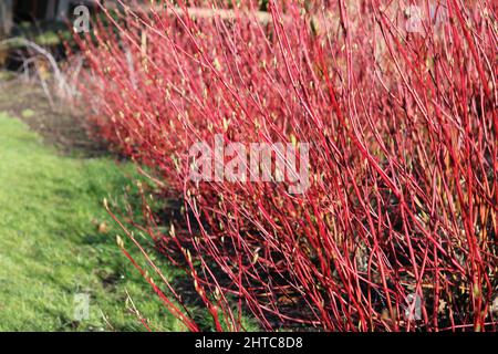 Arbusto architettonico cornus con steli rossi senza fogliame in inverno Foto Stock