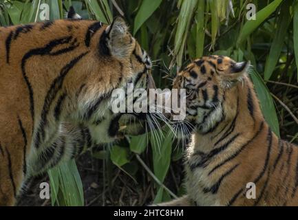 Vista panoramica di due tigri insieme in uno zoo circondato da foglie verdi Foto Stock
