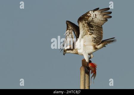 Falco pescatore (Pandion haliaetus) stand con un pesce nella sua talons ". Questo rapace è di 60 centimetri di lunghezza e ha un 180 centimetri di apertura alare. Esso alimenta escl Foto Stock