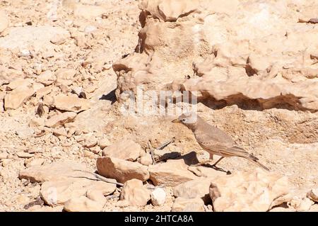 Il larice del deserto (Ammomanes deserti) fotografato a Nahal Peres (anche Wadi Peres, Peres Creek, Peres River o Peres Stream) nel sud della Giudea Foto Stock