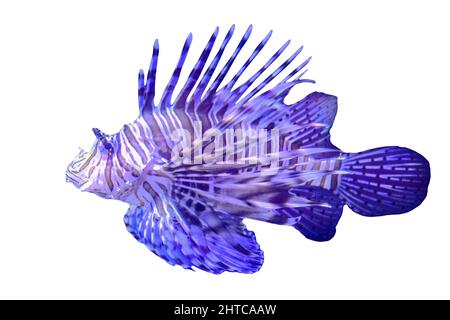 Pesce leone colorato con spine venomose isolate su sfondo bianco. Pterois Volitans specie nell'Oceano Indo-Pacifico, Mar dei Caraibi, Costa orientale degli Stati Uniti Foto Stock