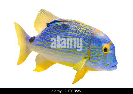 Pesce di dentice Sailfin o orata blu isolato su sfondo bianco. Symphorichthys spilurus specie che vivono nell'Oceano Indiano e nell'Oceano Pacifico occidentale Foto Stock