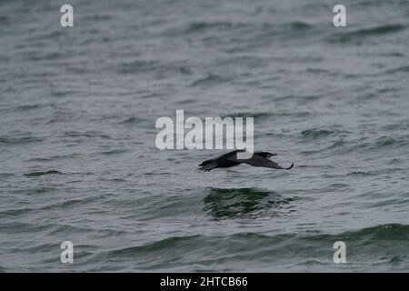 Messa a fuoco poco profonda di un grande cormorano uccello volare troppo vicino alla superficie del mare Foto Stock