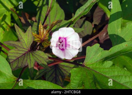 Foglie di patate dolci (Ipomoea batatatatas) e un fiore, chiamato Ubi Jalar in Indonesia Foto Stock