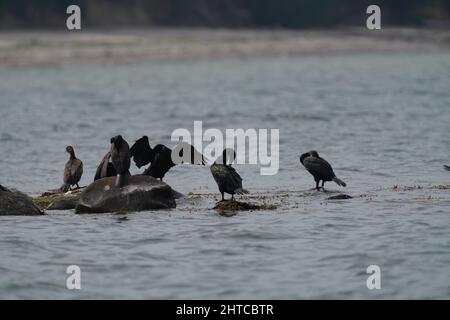 Gregge di grandi uccelli cormorani in piedi su rocce bagnate nel mare in una giornata di sole Foto Stock