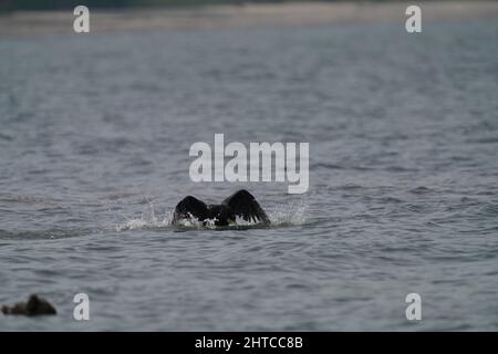 L'uccello cormorano spruzzi le sue ali sulla superficie dell'acqua mentre vola da sopra il mare Foto Stock