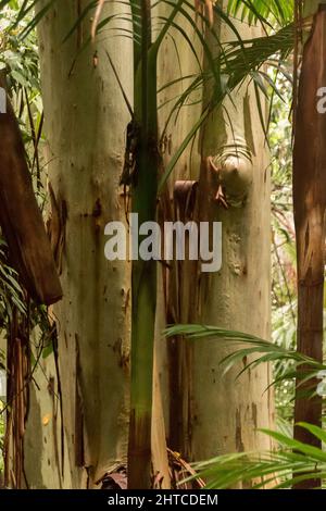 Primo piano di due brilli bagnati di gengive allagate (gomma rosa, eucalipto grandis) dopo la pioggia, foresta pluviale subtropicale pianeggiante, Monte Tamborine, Aus. Foto Stock
