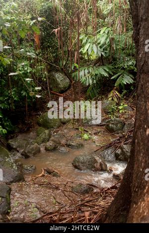 Alluvione acque che attraversano la foresta pluviale subtropicale australiana dopo 500 mm di pioggia in 2 giorni. Rocce e piante sommerse e impraticabili Foto Stock