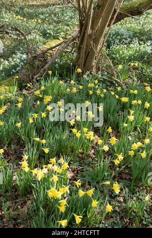 Daffodil selvatico, Giglio di Quaresima, Narciso pseudonarciso e Snowdrops, Galanthus nivalis, fiori selvatici primavera in bosco, Sussex, febbraio Foto Stock