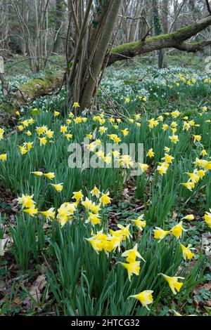 Daffodil selvatico, Giglio di Quaresima, Narciso pseudonarciso e Snowdrops, Galanthus nivalis, fiori selvatici primavera in bosco, Sussex, febbraio Foto Stock