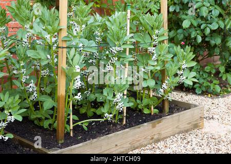 Fagioli in fiore, piante che crescono in un terreno vegetale in un giardino inglese, Regno Unito Foto Stock