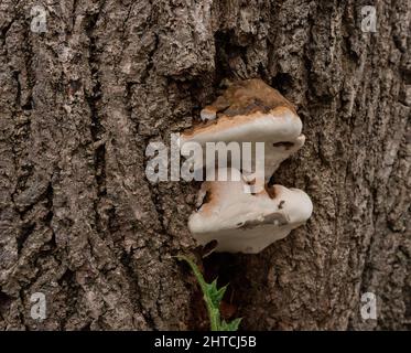 Funghi che crescono su un ceppo di albero di marciume, tagliò giù a causa del decadimento dentro Foto Stock