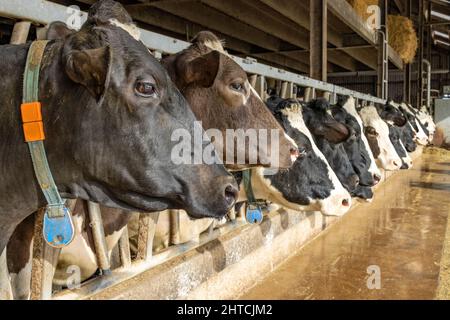 La mucca testa in un fienile in una fila in attesa di tempo di alimentazione, sbucciando attraverso le barre di un cancello in un fienile, testa tra i pali della recinzione in un fienile Foto Stock