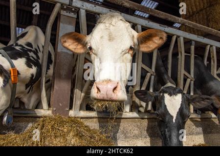 Mucca in stalle al tempo di alimentazione, sbucciando attraverso le barre di un recinto di ferro in un fienile, fieno bocca pieno tra le aste della barriera Foto Stock