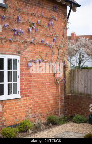 Sostegno wisteria pianta arrampicata su una parete di casa con occhi di vite e corda di filo. Espalier albero, Regno Unito Foto Stock