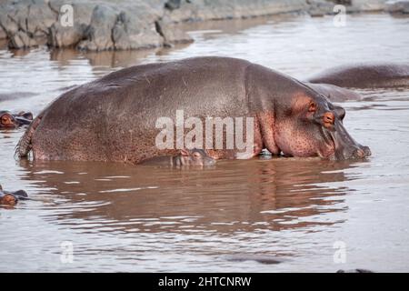 Un pod di ippopotami (Hippopotamus amphibius) in un fiume. Sebbene questi animali sono affiatati e spesso vivono in grandi gruppi non sono molto Foto Stock