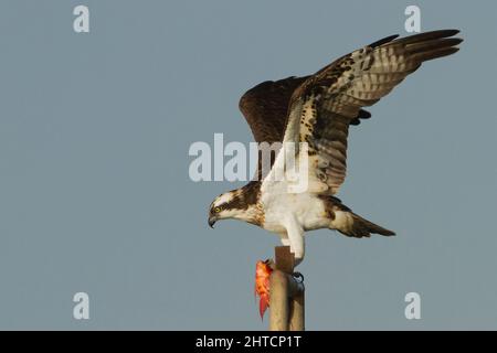 Falco pescatore (Pandion haliaetus) stand con un pesce nella sua talons ". Questo rapace è di 60 centimetri di lunghezza e ha un 180 centimetri di apertura alare. Esso alimenta escl Foto Stock