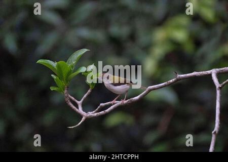 Comune sarto uccello, Orthotomus sutorius è un songbird trovato attraverso l'Asia tropicale, Goa, India Foto Stock