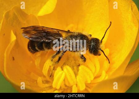 Primo piano sull'ape grande del forbici, Chelostoma florisomne, uno specialista sulla raccolta del polline Foto Stock