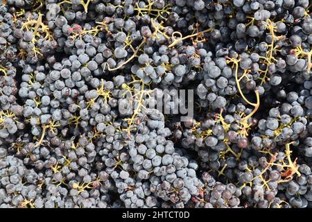 Primo piano di uve Zinfandel appena raccolte alla vendemmia in una cantina in California, USA Foto Stock