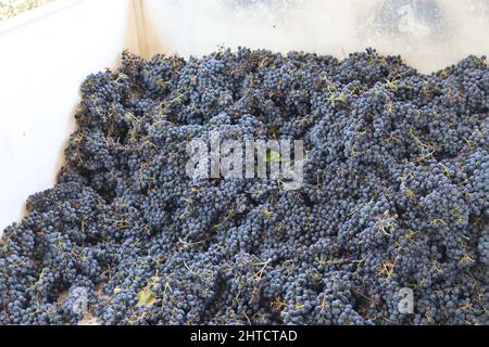 Primo piano di uve Zinfandel appena raccolte alla vendemmia in una cantina in California, USA Foto Stock