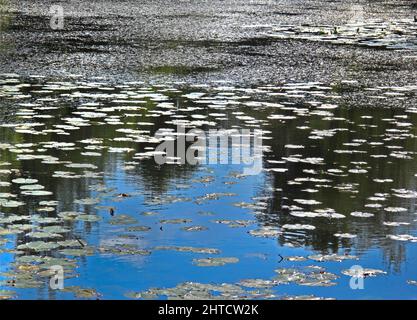 Battle Abbey, Battle, Rother, East Sussex, 2009. Dettaglio di giglio sul lago nei giardini di Battle Abbey. Foto Stock