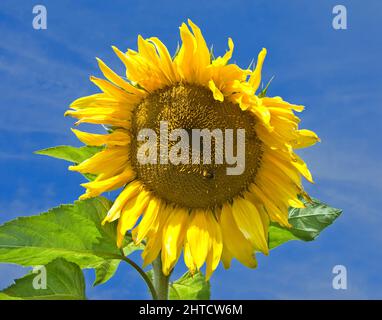 Girasole, Osborne House, East Cowes, Isola di Wight, 2008. Dettaglio della testa di una pianta di girasole sulla terrazza superiore della Osborne House. Foto Stock