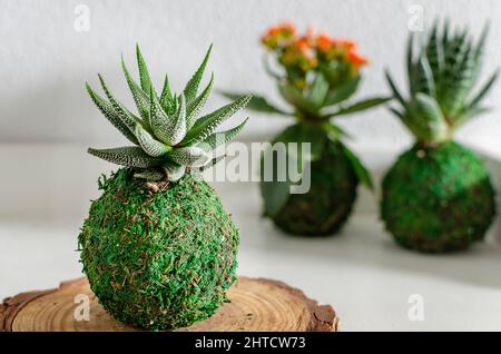 Focalizzazione selettiva su un kokedama di una pianta succulenta chiamata Horthia fasciata. Kokedamas di un aloe e un Kalanchoe sullo sfondo. Foto Stock