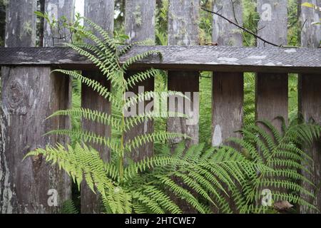 Piante di felce verdi che crescono di fronte alla recinzione di legno Foto Stock