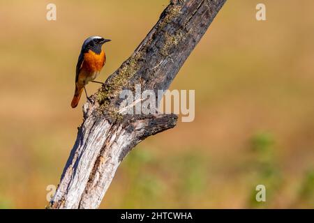 Black Redstart, Thursley Common, Regno Unito Foto Stock