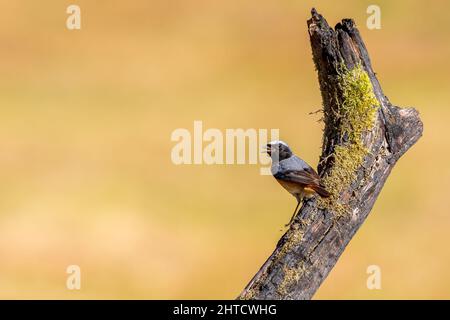 Black Redstart, Thursley Common, Regno Unito Foto Stock