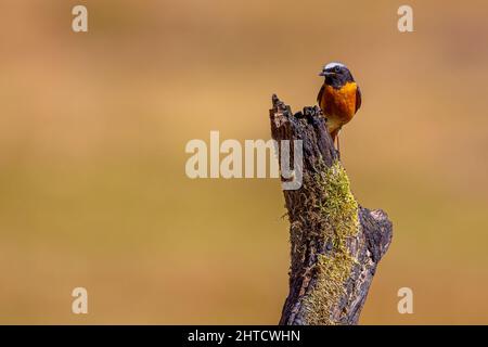 Black Redstart, Thursley Common, Regno Unito Foto Stock