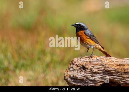 Black Redstart, Thursley Common, Regno Unito Foto Stock
