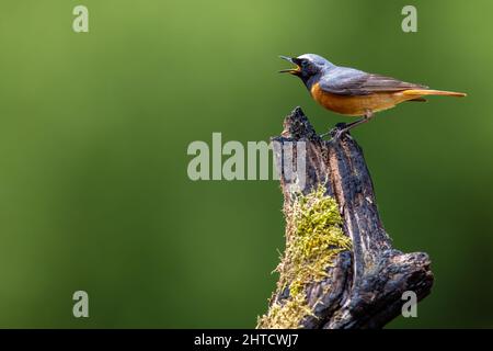 Black Redstart, Thursley Common, Regno Unito Foto Stock