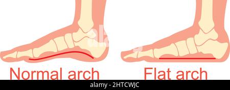 Anatomia umana - illustrazione vettoriale ad arco normale e piatta Illustrazione Vettoriale
