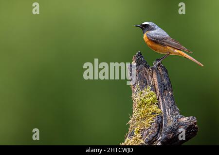 Black Redstart, Thursley Common, Regno Unito Foto Stock