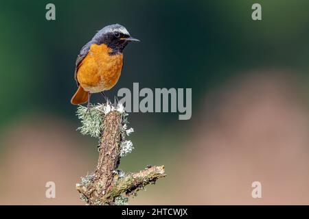 Black Redstart, Thursley Common, Regno Unito Foto Stock
