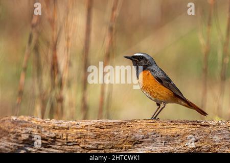 Black Redstart, Thursley Common, Regno Unito Foto Stock