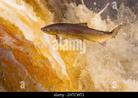 Salmone che saliva su una cascata durante la corsa al salmone. Yorkshire Regno Unito Foto Stock