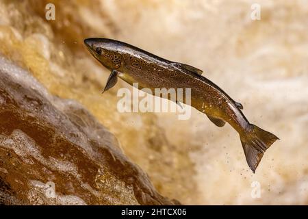 Salmone che saliva su una cascata durante la corsa al salmone. Yorkshire Regno Unito Foto Stock