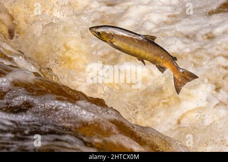 Salmone che saliva su una cascata durante la corsa al salmone. Yorkshire Regno Unito Foto Stock