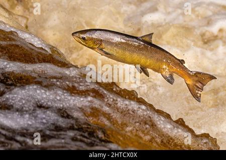 Salmone che saliva su una cascata durante la corsa al salmone. Yorkshire Regno Unito Foto Stock